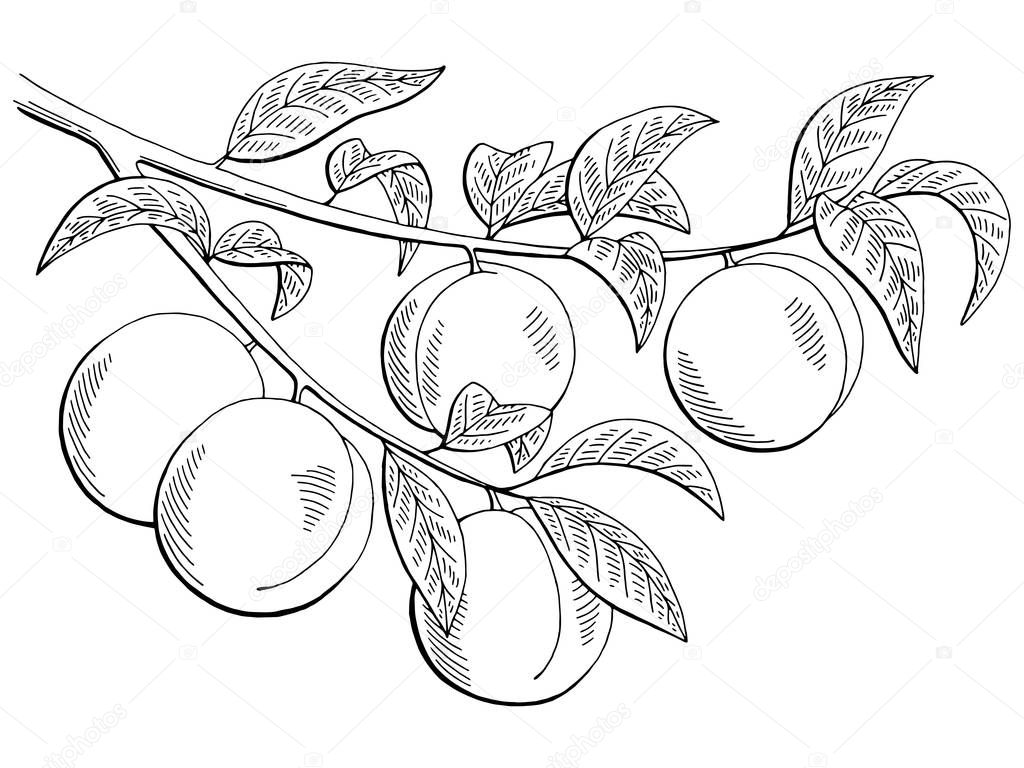 Imágenes: arbol de durazno para dibujar | Vector de fruta durazno rama