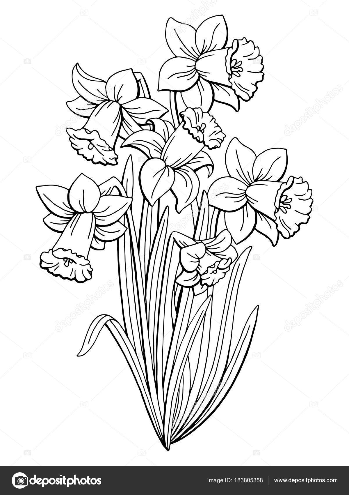 Narcyz Graficzny Czarny Biały Na Białym Tle Bukiet Kwiatów