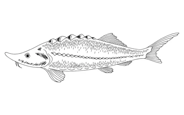 Sturgeon ikan grafis hitam putih vektor ilustrasi terisolasi — Stok Ilustrasi Sturgeon Ikan Grafis Hitam Putih Vektor Ilustrasi Terisolasi - Stok Vektor