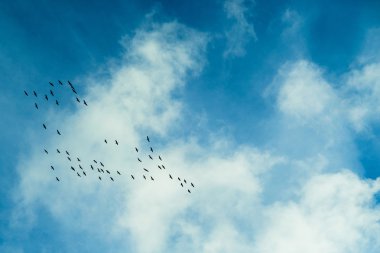 Sıcak ülkelere uçan kuşlar