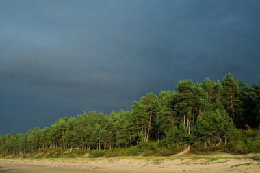 Baltık Denizi sahil kıyısında çam ormanı ile