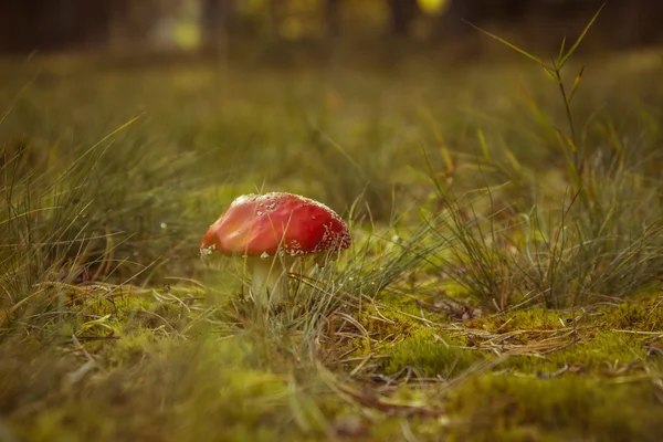 Amanita mantar derin çim — Stok fotoğraf