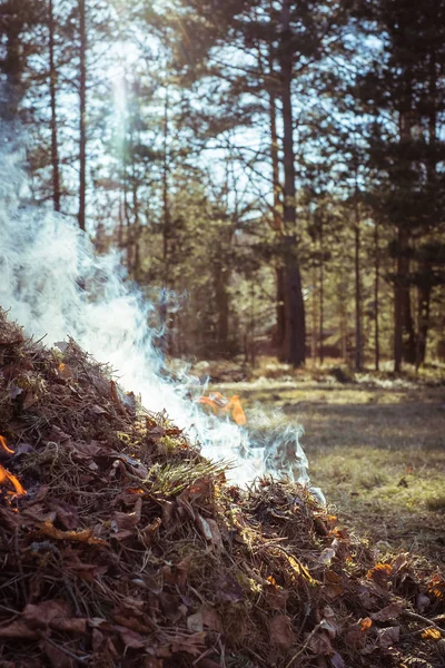 篝火。干燥的秋叶燃烧着浓烟 — 图库照片
