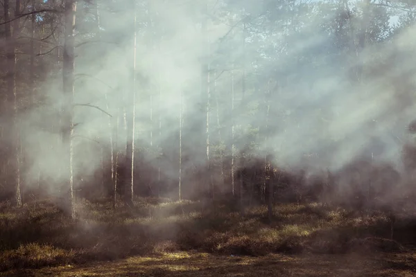 Fuego forestal. Nubes de humo pesado en el bosque — Foto de Stock