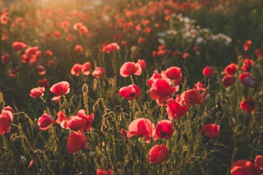 Arka plan. Kırmızı, vahşi haşhaş alanında