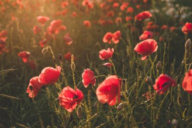 Arka plan. Kırmızı, vahşi haşhaş alanında