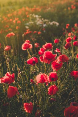 Arka plan. Kırmızı, vahşi haşhaş alanında