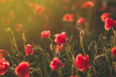 Arka plan. Kırmızı, vahşi haşhaş alanında