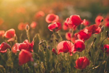 Arka plan. Kırmızı, vahşi haşhaş alanında