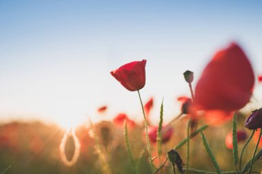 Arka plan. Kırmızı, vahşi haşhaş alanında