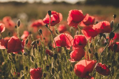 Arka plan. Kırmızı, vahşi haşhaş alanında