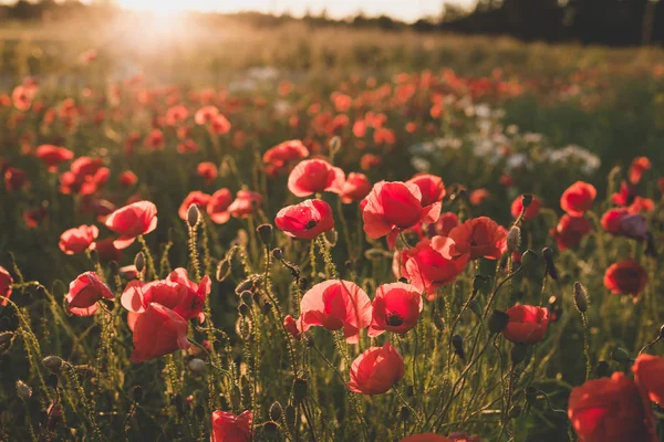 stock image Background. Red, wild poppies in the field