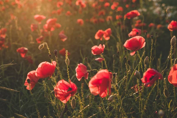 Arka plan. Kırmızı, vahşi haşhaş alanında