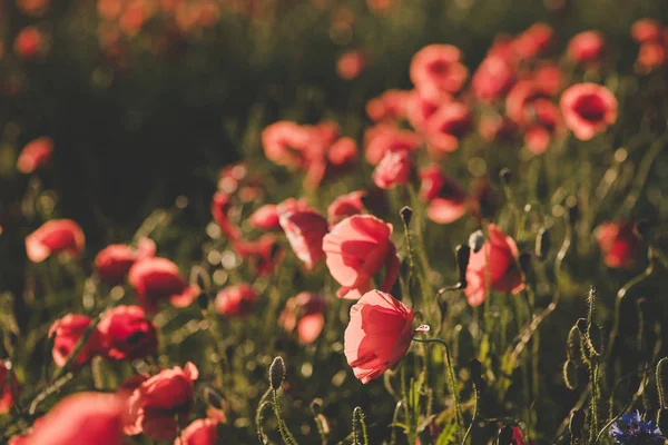 Arka plan. Kırmızı, vahşi haşhaş alanında