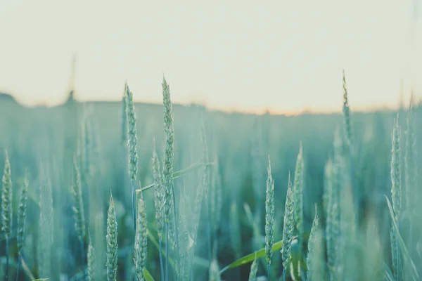 Hasat. Akşam güneşi buğday alanında — Stok fotoğraf