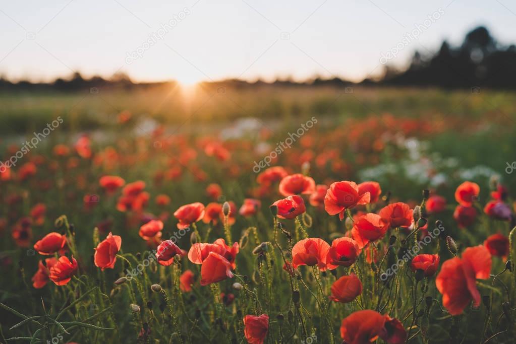 Background. Red, wild poppies in the field