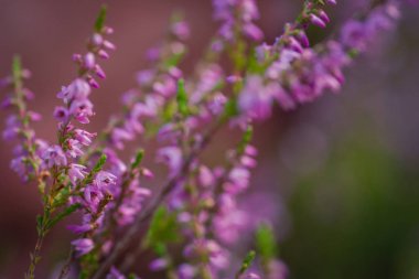 Heather. Ormandaki yabani heather çalılar