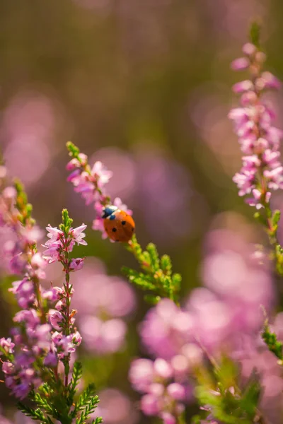 A Heather. Joaninha em um arbusto de urze selvagem na floresta — Fotografia de Stock