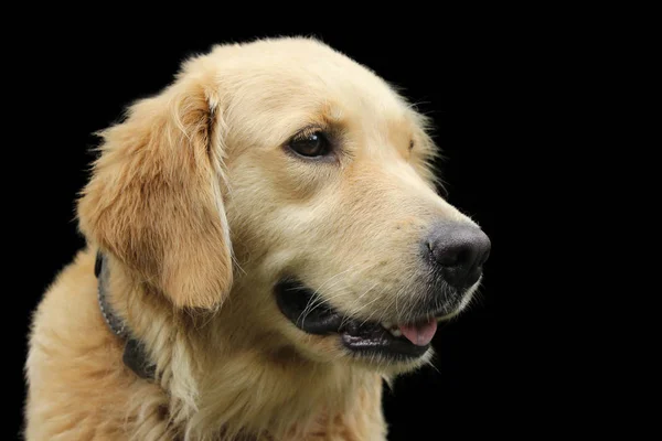 Close up of golden retriever side view isolated — Stock Photo, Image