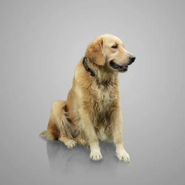 Full body of golden retriever on gray — Stock Photo, Image