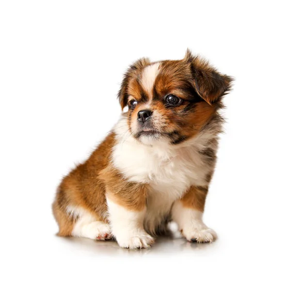 Lindo Perro Cachorro Sentado Aislado Sobre Fondo Blanco — Foto de Stock