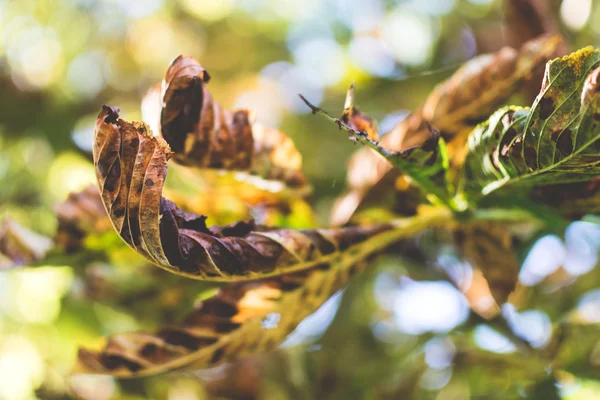 Őszi gesztenye levelek B — Stock Fotó