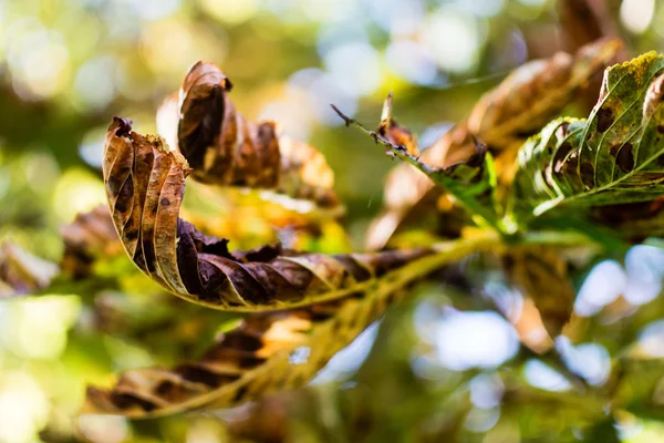 Hösten kastanj lämnar C — Stockfoto