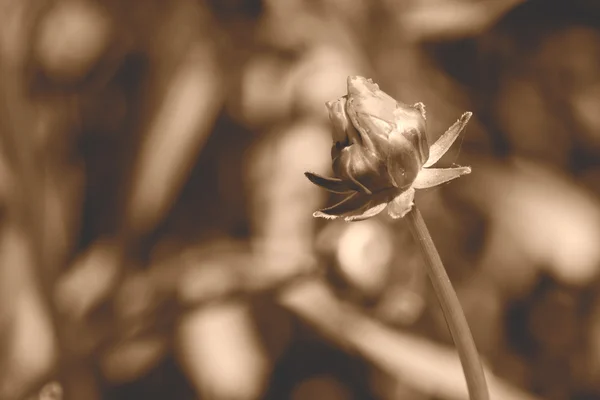 Unopened Flower in sepia tone — Stock Photo, Image