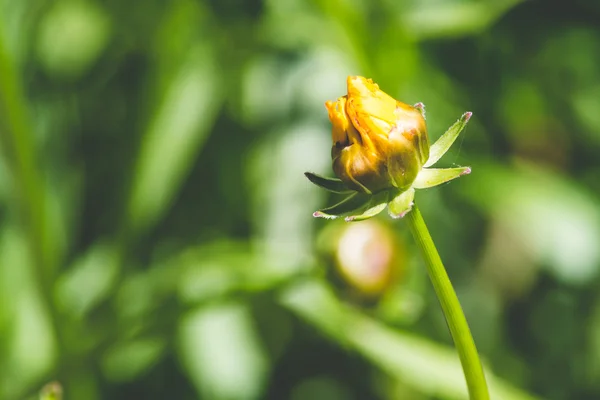 Fleur jaune non ouverte — Photo