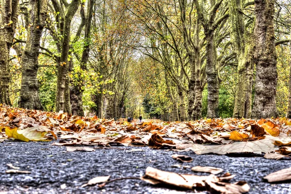 Herbst Blätter Weg hdr — Stockfoto