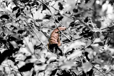 İzole sonbahar altın Holly üzerinde yaprak