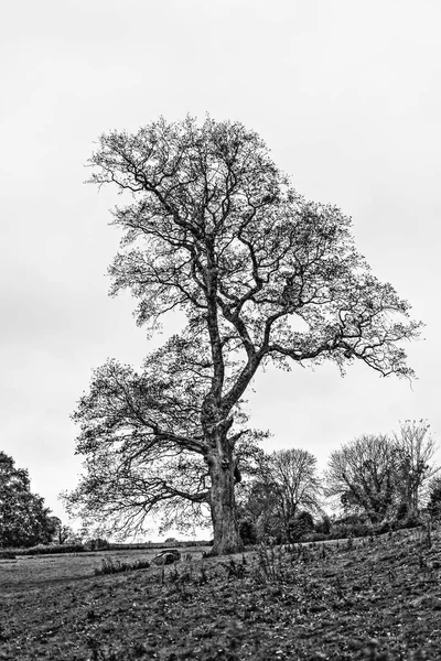 Yalnız Sonbahar ağaç Hdr — Stok fotoğraf