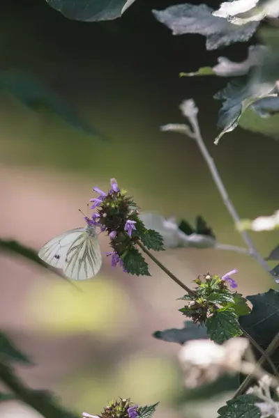 Mariposa en una flor — Foto de Stock