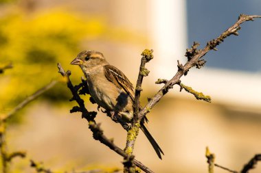 Sparrow bir şube G üzerinde perched