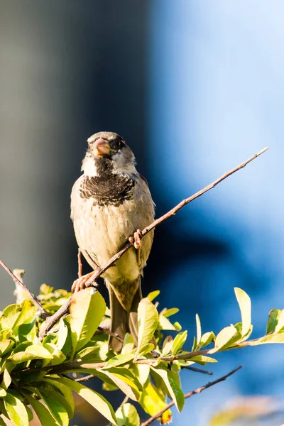 나뭇가지 A에 앉아있는 참새 — 스톡 사진