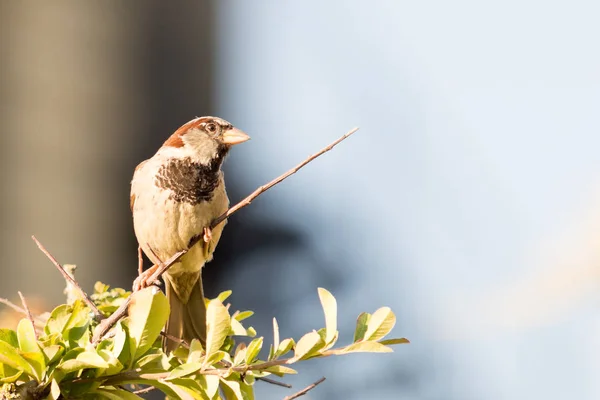 Sparrow Perched On A Branch B — Stock Photo, Image