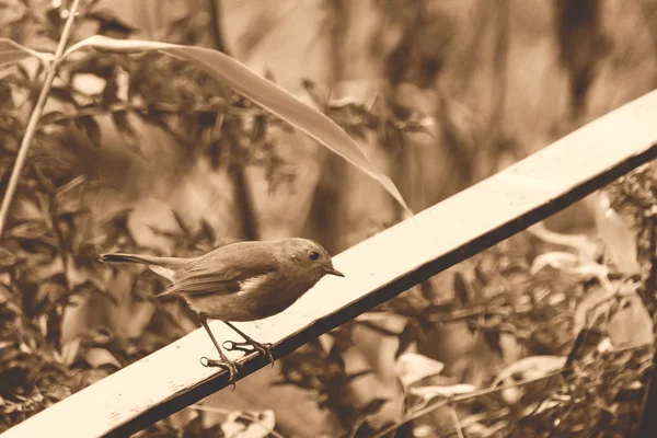 Bird Robin sedící na Balustrské Tóně — Stock fotografie