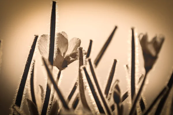 Angol nyári virág a Sepia — Stock Fotó
