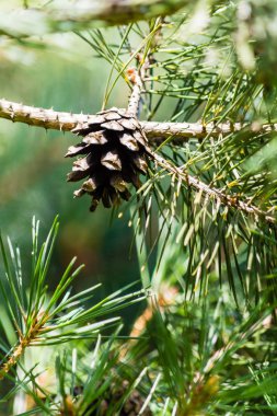 Dala çam kozalağı