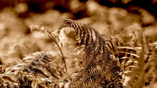 Close Up Of Tree Ferns In Forest In Sepia — Stock Photo, Image