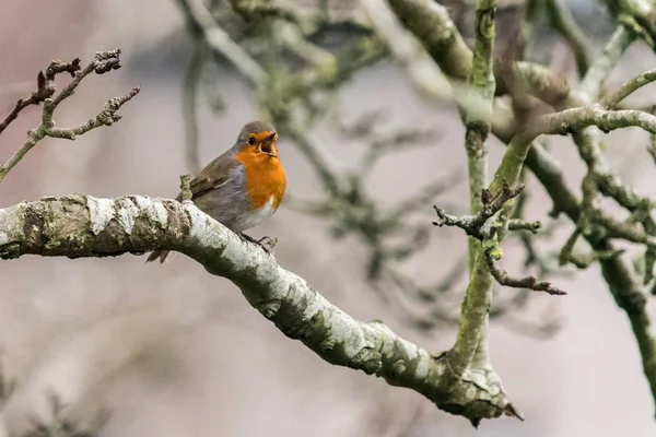 Robin chantant sur une branche d'arbre — Photo