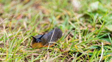 Dorset'deki / daki çim bir İngiltere sümüklü böcek