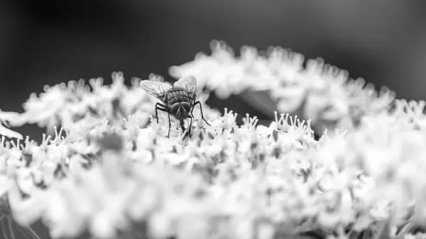 Abeja británica un sorbo de néctar de la flor — Foto de Stock