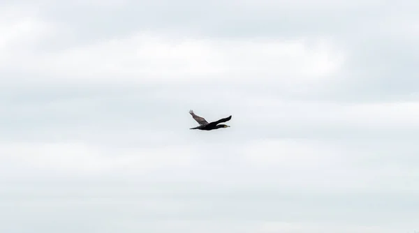 Cormorant Flying A — Stock Photo, Image