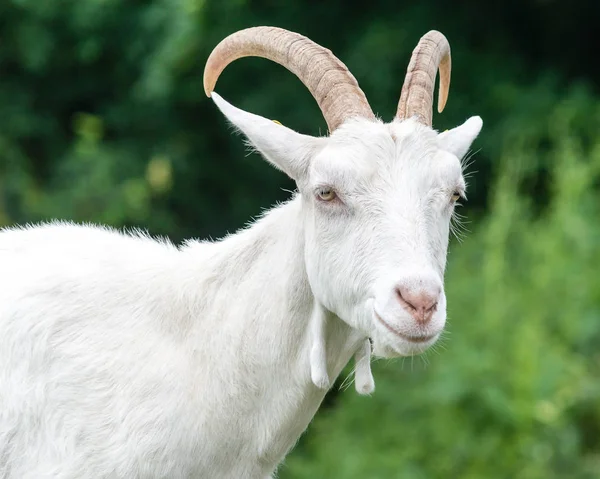 Saanen Goat Portrait A — Stock Photo, Image