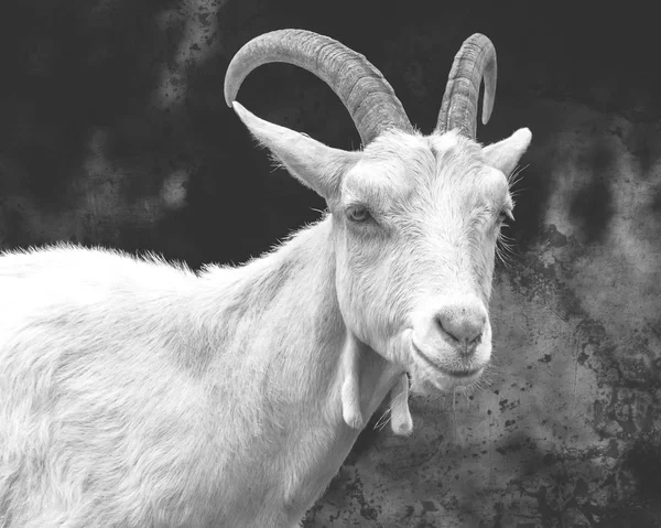 Saanen Goat Portrait C Fine Art — Stock Photo, Image