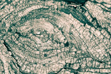 Ağaç gövde halkaları B