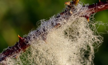 Koyun yünü dikenler çiğ ile yakalandı