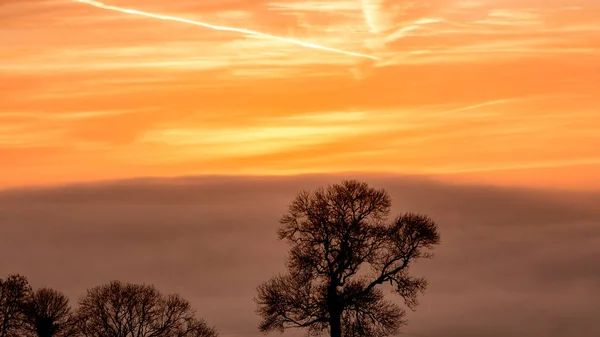 Sziluettjei fa A Sunrise ég arany óra ellen — Stock Fotó