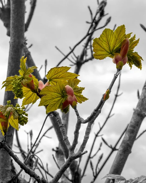 Nuova crescita delle foglie — Foto Stock